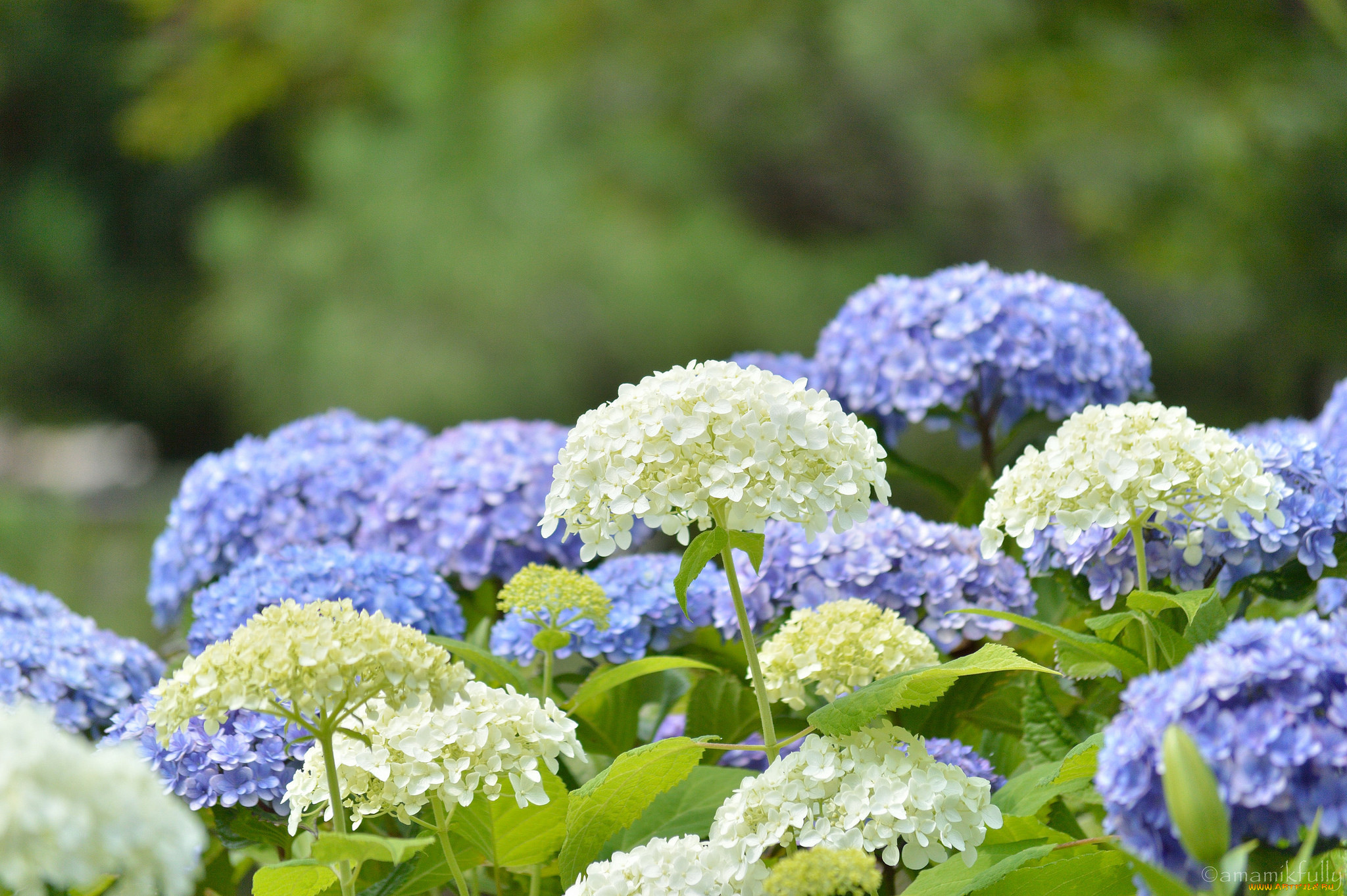 , , splendor, flowers, , , petals, , , blue, hydrangea